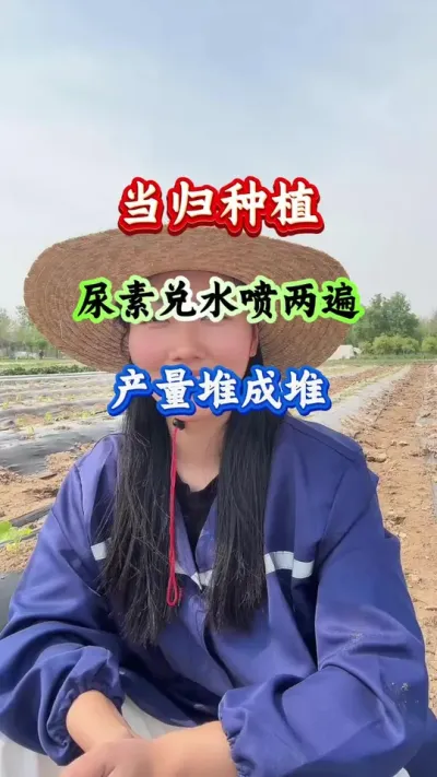 当归种植 当归尿素兑水喷两遍产量堆成堆 #药材种植 #药材管理 #当归种植 #当归管理