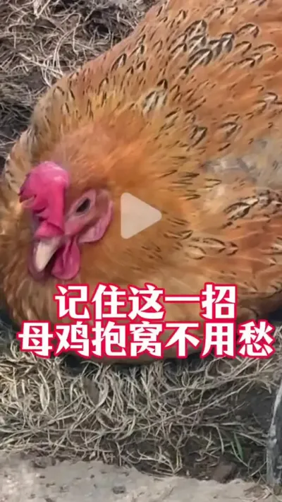 记住这一招，母鸡抱窝不用愁#养鸡#养鸡技术 #科学养鸡#散养土鸡#养鸡人