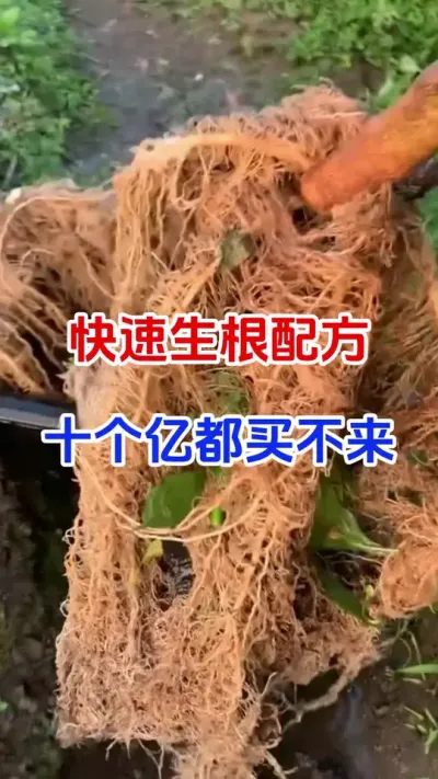 快速生根配方，十个亿都买不来#蔬菜种植#生根壮苗#生根粉