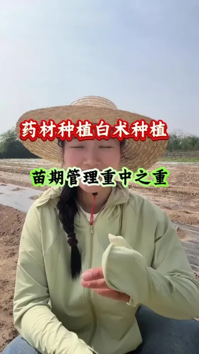 白术种植 白术种植苗期管理 #白术种植 #白术管理 #白术高产