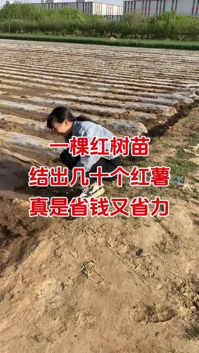 一棵红薯苗结出十几个大红薯，方法很重要#红薯种植#红薯管理#红薯施肥#红薯高产