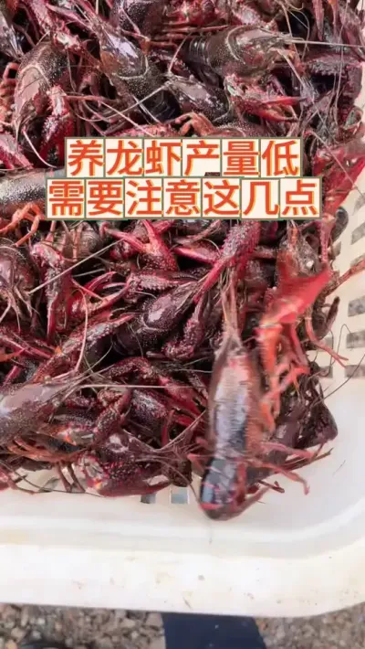 养虾产量低，你得注意这几点 #三农 #农业 #小龙虾 #养虾人 #渔德盛