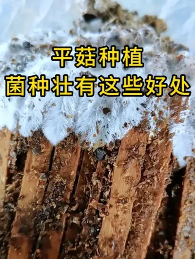 平菇种植，菌丝壮不壮有什么影响，需要平菇优质栽培种的联系我#平菇种植 #平菇菌种 #食用菌栽培种 #栽培种