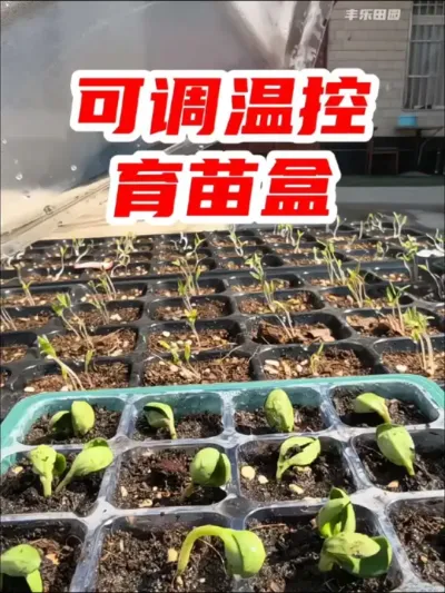 可以手动调节温度的家用育苗盒，您可以用一下，出苗快，出苗率还高 #育苗 #育苗盘 #今日三农爆款  #在家种菜 #种子