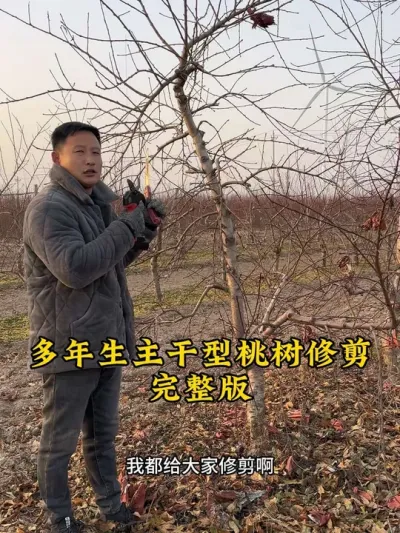 #支持三农扶持三农发展 #抖音助农 #关注我每天为你分享更多农业知识 #农业技术推广 #桃树冬季修剪 @抖音小助手 @抖音热点宝 @抖音创作者中心🍓