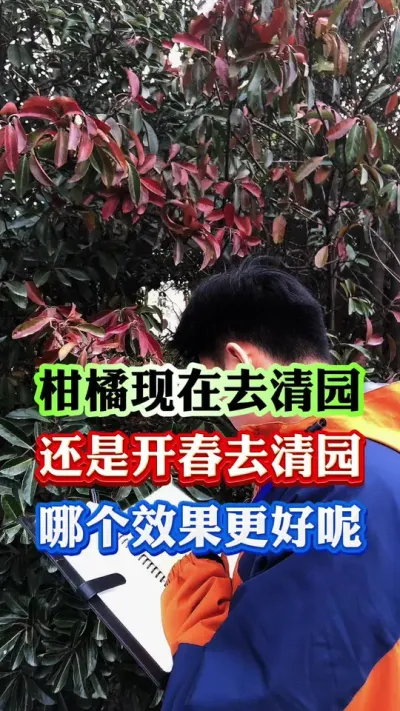 柑橘现在清园还是开春清园好#果树管理 #果园管理 #病虫害防治 #果树种植