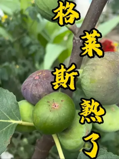 格莱斯果然吃到最后带微酸，味道和纯甜口是不一样的。这批果可能没那惊艳的口感，期待下一批果吧！#记录我的种植生活 #盆栽果树 #无花果生长过程 #盆栽无花果#格莱斯无花果