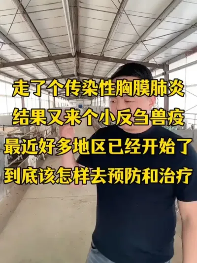 走了个传染性胸膜肺炎，又来了个羊瘟小反刍兽疫  #农村养牛羊  #每天分享养羊知识  #羊瘟小反刍