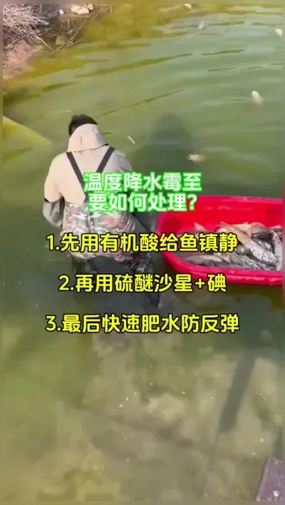 低温期拉网转塘后容易出现水霉，要如何处理 #水产养殖 #高密度养殖 #四大家鱼养殖 @抖加🔥上热门🔥dou+🔥热点宝