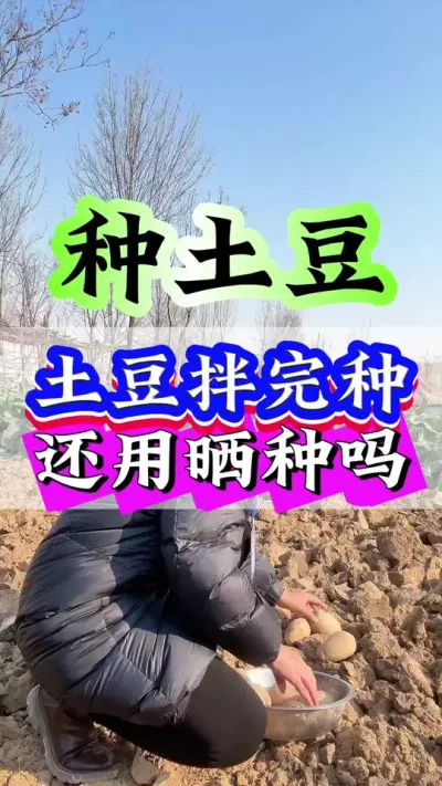 土豆拌完种还用晒种吗#种植小技巧 #土豆 #抖音助农 #三农 #农业种植