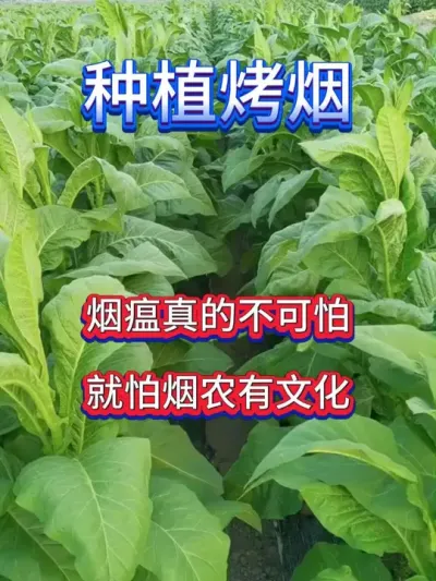 烟瘟不可怕，只要种烟的有文化 #烤烟 #烤烟种植技术与管理 #烤烟种植 #烟草种植