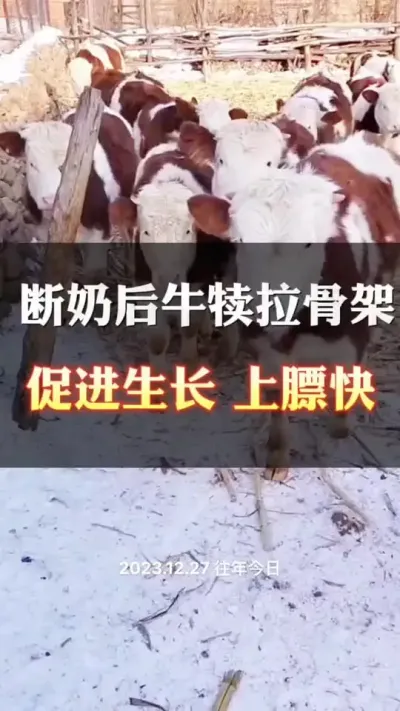 断奶后，牛犊怎么喂拉大骨架，促进生长#全国养牛人 #西门塔尔育肥牛 #养殖户 #西门塔尔