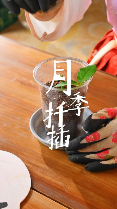 月季扦插月季扦插不用愁，跟着大仙快上手[举手R][加油R]
[向右R]简单
[向右R]低成本
[向右R]新手轻松上手
#花卉绿植[话题]##月季[话题]# #月季扦插[话题]# #养花小知识[话题]#