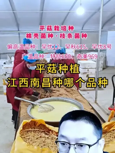 直播间现场解答粉丝问题，江西南昌适合种哪个品种，关注我，平菇种植不迷路。#平菇种植 #平菇菌种 #食用菌栽培种 #栽培种
