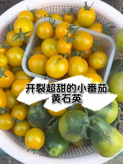其貌不扬的开裂黄石英小番茄，吃一口，震惊到我了，太甜了！#记录我的种植生活 #楼顶菜园 #盆栽果树 #盆栽番茄 #黄石英番茄