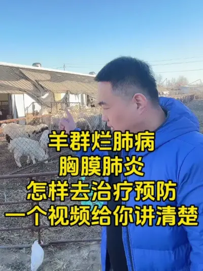 羊群出现烂肺病胸膜肺炎 该怎么办 一个视频给你讲清楚  #牛羊烂肺病   #猪牛羊传染性胸膜肺炎   #每天分享养殖