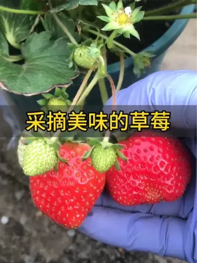 摘草莓啦！自己种的香喷喷，大胆放心吃！#草莓🍓 #记录我的种植生活 #草莓种植 #盆栽草莓 #新鲜采摘