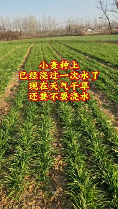 小麦种上已经浇过一次水了，天气干旱现在还要不要浇水#抖音助农扶农 #农业种植技术 #小麦 #种地不容易 #三农