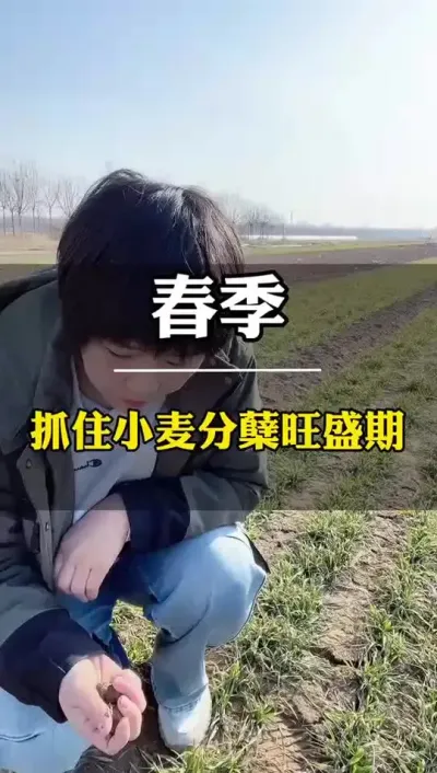 春季，抓住小麦分蘖旺盛期！ #小麦 #田间地头走一走 #农业