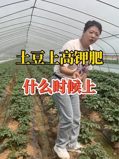 土豆上高钾肥什么时候用@抖音小助手 #高钾肥 #膨大肥