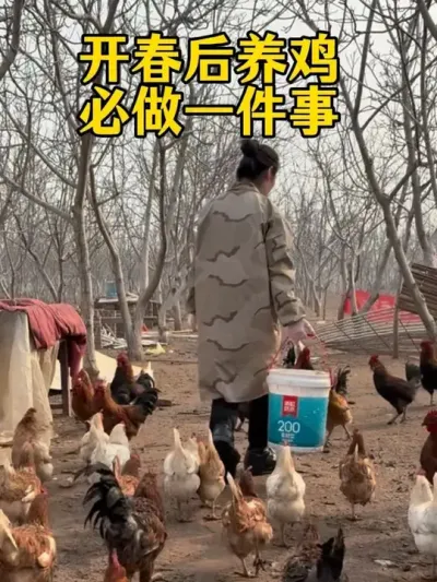 开春养鸡必做一件事，做对了事半功倍 #科学养鸡 #鸡鸭鹅养殖 #养鸡人 #服务三农支持三农 #鸡病防治