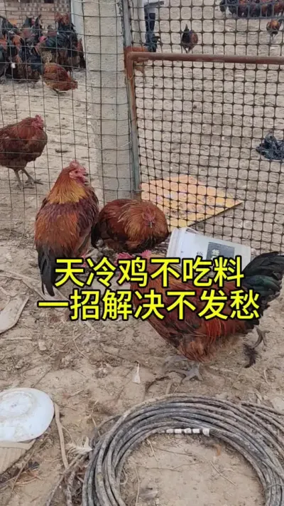 天冷鸡不吃料马上用这招#养鸡#散养土鸡#科学养鸡#养鸡妙招#鸡鸭鹅养殖