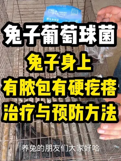 兔子身上脓包治疗方法 ##养兔子注意事项 #养兔三分靠管理七分靠技术 #兔子葡萄球菌#养兔技术教学 #兔子真菌感染