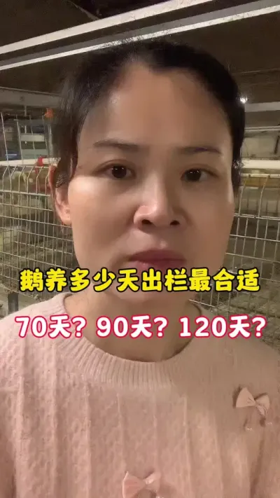 鹅养多少天出栏最合适？70天？90天？120天？#科学养鹅 #养鹅人 #三农 #每天分享养殖技术和经验