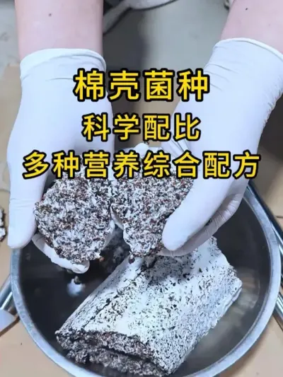 河南郑州的这个基地用的我们棉壳菌种，蘑菇一茬又一茬。#平菇种植 #平菇菌种 #食用菌栽培种 #栽培种
