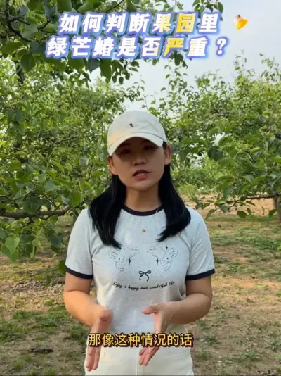 绿芒蝽怎么判断是否严重？#来抖音学农技 #果树管理 #梨树#虫害防治 #抖音助农
