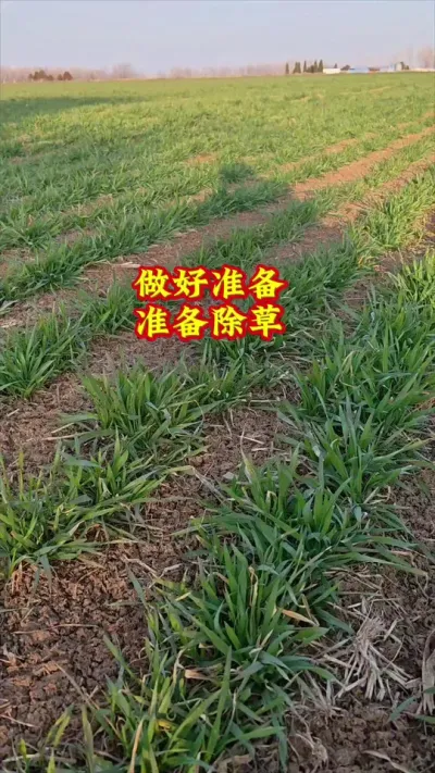 下麦除草的机会来了#三农种植 #抖音助农 #小麦 #农业人 #种地不容易