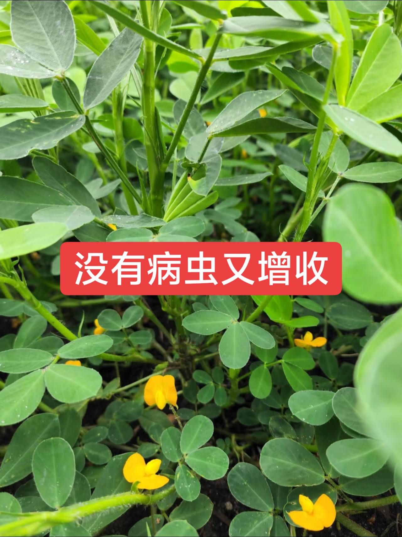 http://static.ixuenong.com/pxn/uploads/prod/thirdfile/2025/05/8a94f2f6b6b89426dbead7d97c030f11.jpg
