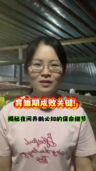 育雏期成败关键！揭秘夜间养鹅必知的保命细节。#狮头鹅 #养鹅人 #养鹅 #养鹅技术分享 #鹅苗