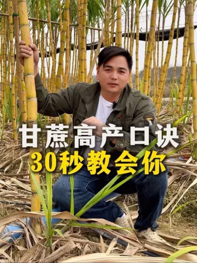 甘蔗高产口诀
30秒教会你#甘蔗 #种植小技巧 #甘蔗种植 #农业种植#三农