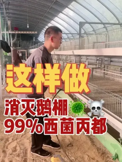 这样做！消灭鹅棚99%细君兵都！有的养殖朋友每批养鹅都遇到同样的问题？别发愁！原因在这里！先点赞收藏，别划着划着找不到了！#养鹅技术找晓雨 #养鹅技术分享 #养鹅