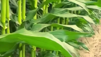 玉米的超高产备播技术#京东母婴宝贝趴十周年 #分享农业技术助力农民增产增收 #分享农业技术传播正能量 #来抖音学农技 #郭佩午