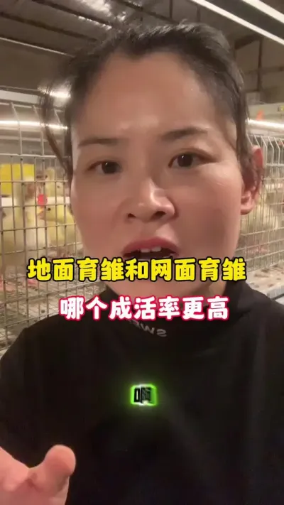 养鹅地面育雏和网床育雏哪个成活率更高？#科学养鹅 #养鹅技术分享 #养鹅人 #三农 #狮头鹅