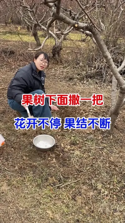 果树下面撒一把，花开不停果结不断#果树种植#果树施肥#颗粒硼#果园管理