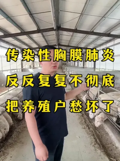 传染性胸膜肺炎 反反复复该如何去解决 #猪牛羊传染性胸膜肺炎   #烂肺病     #牛羊养殖