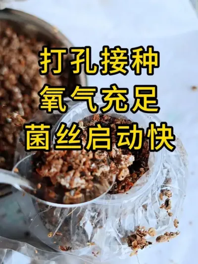 平菇种植，打孔接种氧气充足，菌丝发菌快，打孔器全国发货。#平菇种植 #打孔器 #菌种打孔器