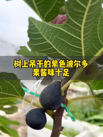 第一尝试树上吊干的紫色波尔多无花果，真太好吃，风味十足！ #无花果 #记录我的种植生活 #果树种植 #盆栽无花果 #紫色波尔多