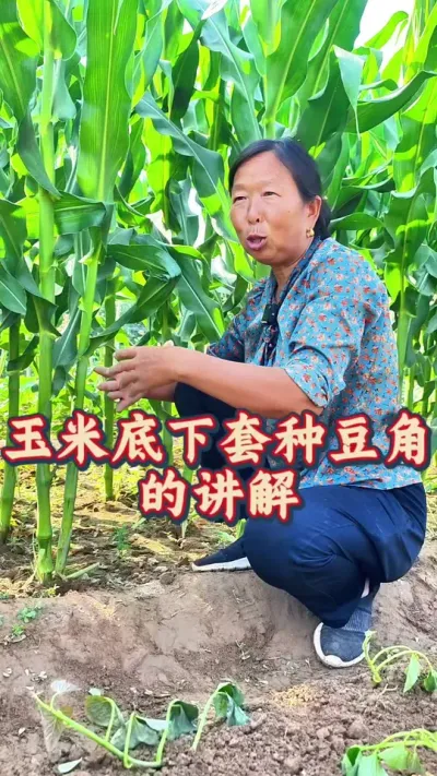玉米底下套种豆角的讲解 生菜杨姐给粉丝讲解玉米底下套种豆角的方法#豆角种植 #玉米种植 #蔬菜种植 #种植小技巧 #生菜杨姐 @DOU+小助手