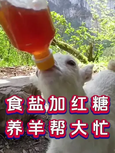 食盐加红糖养羊帮大忙 #养羊 #三农 #新手养羊 #养殖