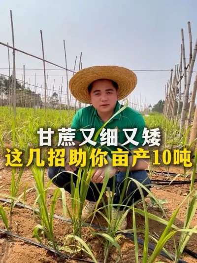 甘蔗又细又矮，这几招助你亩产10吨#种植小技巧 #甘蔗种植 #农业种植 #增产增收小配方 #每天分享农业小知识