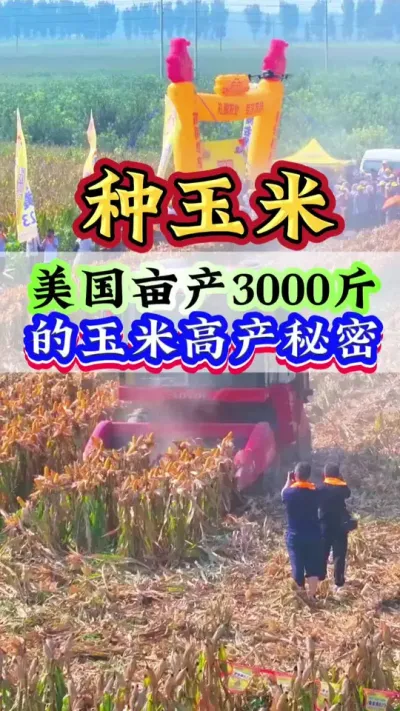美国亩产3000斤的玉米高产秘密#玉米#玉米管理#玉米种植#玉米高产#种玉米