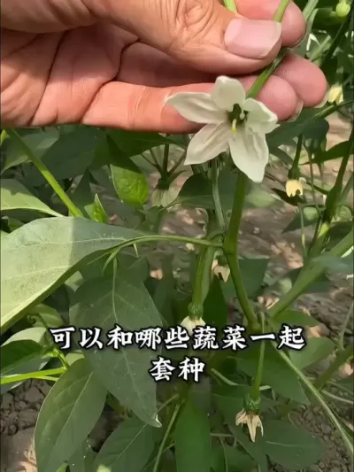辣椒可以套种哪些蔬菜？ #辣椒 #辣椒种植 #种植小技巧 #阳台种植 #抖音助农