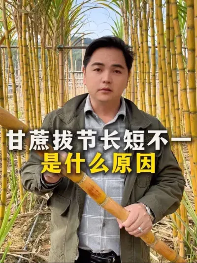 甘蔗拔节长短不一
是什么原因#甘蔗 #种植小技巧 #甘蔗种植#农业种植#三农