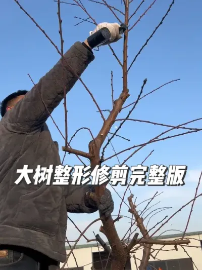 #抖音助农 #支持三农扶持三农发展 #分享农业知识帮农民增产增收 #关注我每天为你分享更多农业知识 #桃树冬季修剪 @抖音小助手 @抖音热点宝 @抖音创作者中心