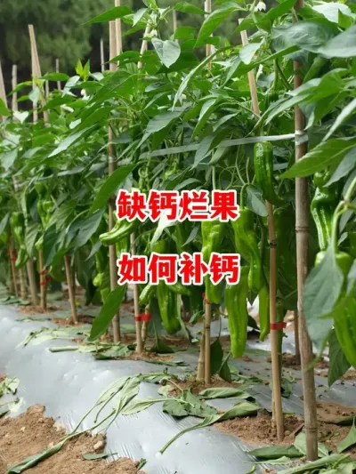 辣椒出现缺钙烂果时 应该如何正确调整#辣椒种植 #辣椒 #小米辣 #线椒 #来抖音学农技