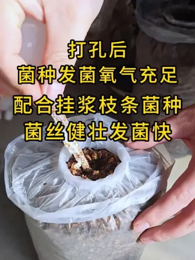 平菇种植，我们一直这样做，打孔接种氧气充足菌丝发菌快，快来试试这个神器吧。#平菇种植 #打孔器 #菌种打孔器